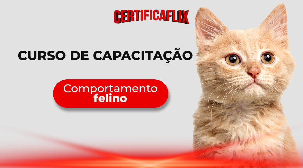 Comportamento Felino