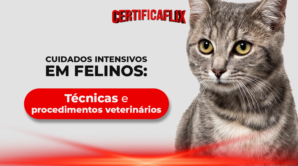Cuidados Intensivos em Felinos